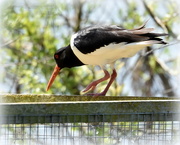 17th May 2016 - Oystercatcher