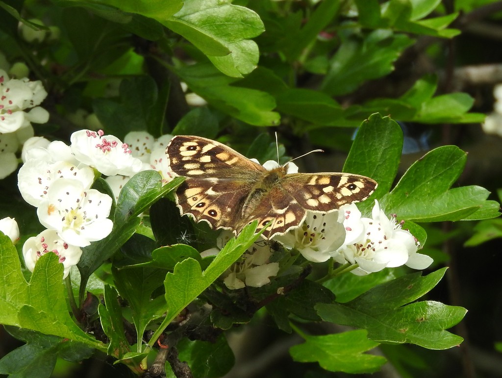 Speckled wood by oldjosh