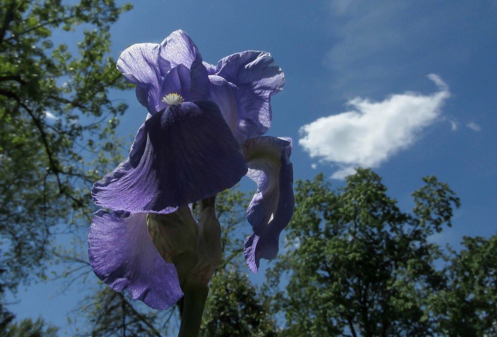 Another Iris by mittens