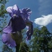 Another Iris by mittens