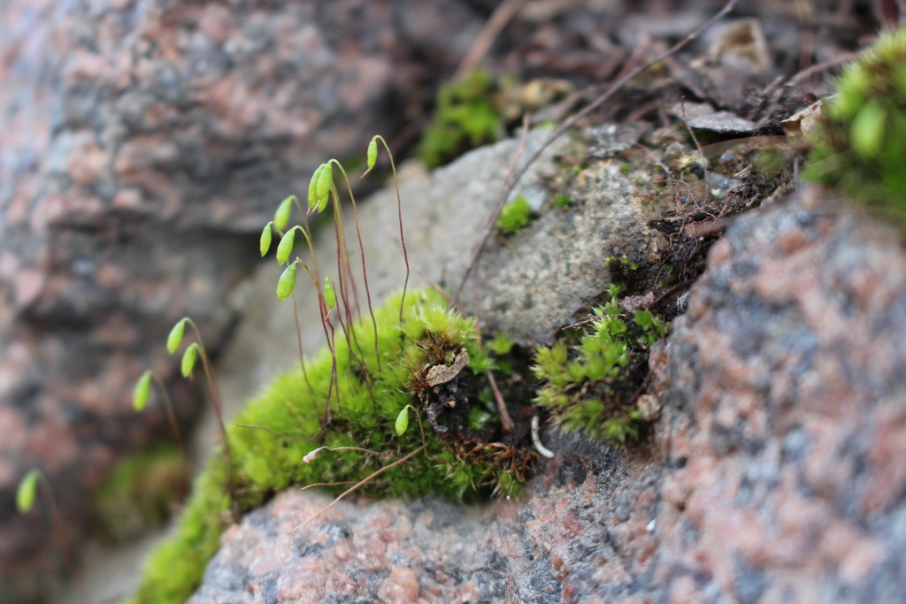 Moss with sporangium by annelis
