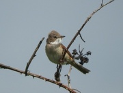 15th May 2016 - Whitethroat