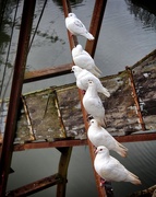 17th May 2016 - Pretty doves all in a row
