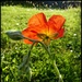Orange flower 2 by jokristina
