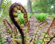 17th May 2016 - Yet more unfurling fronds...