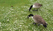 17th May 2016 - Daisies for lunch, anyone?