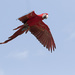 Scarlet Macaw by leonbuys83