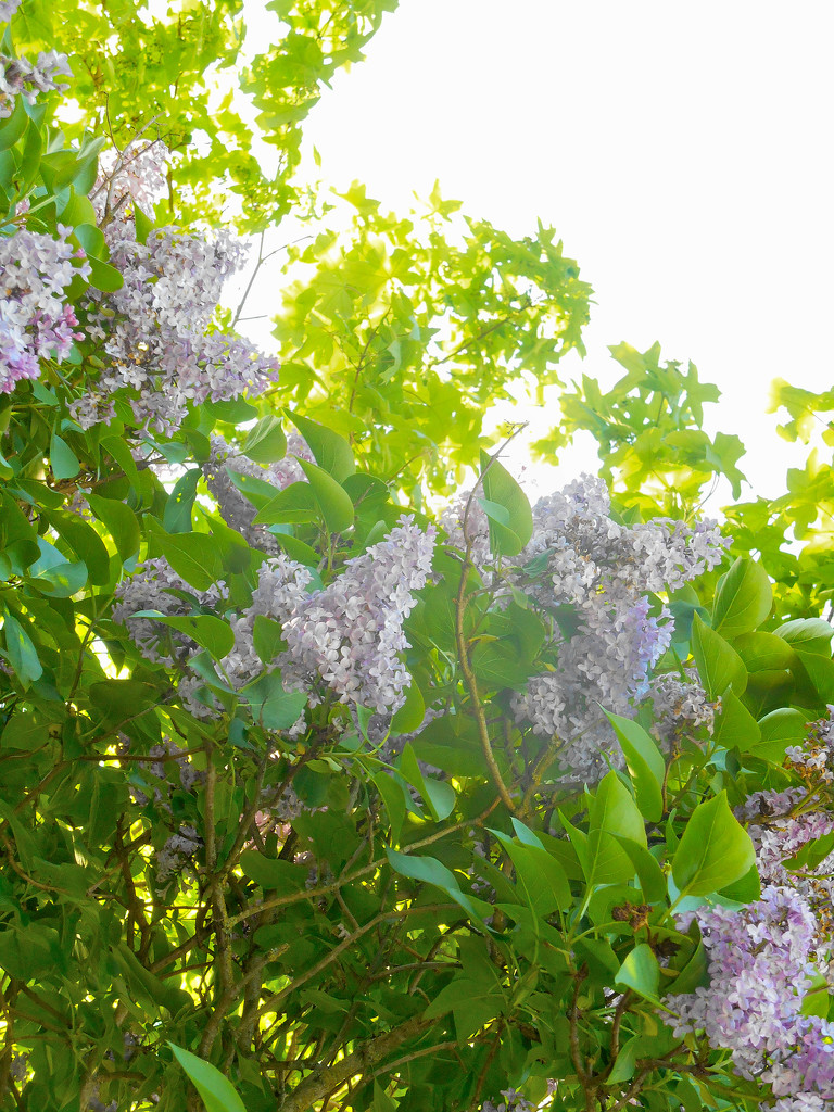 Lilac in the bright sunlight..... by snowy