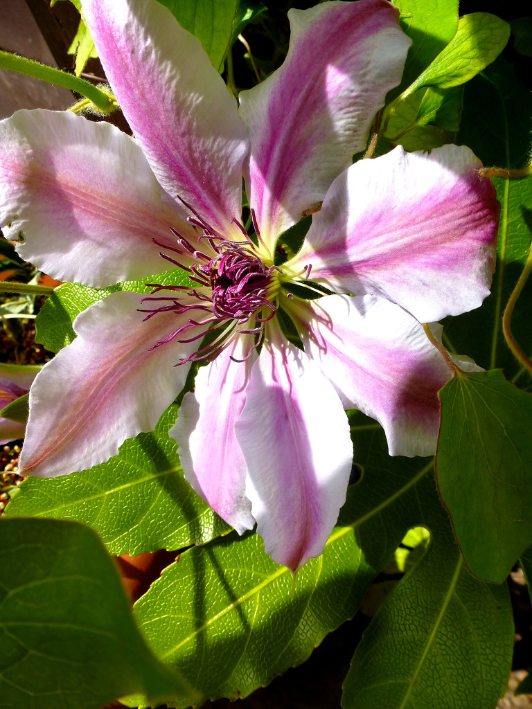 Clematis... by snowy