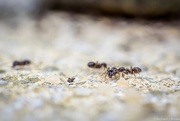 17th May 2016 - Ants!