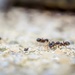 Ants! by rjb71