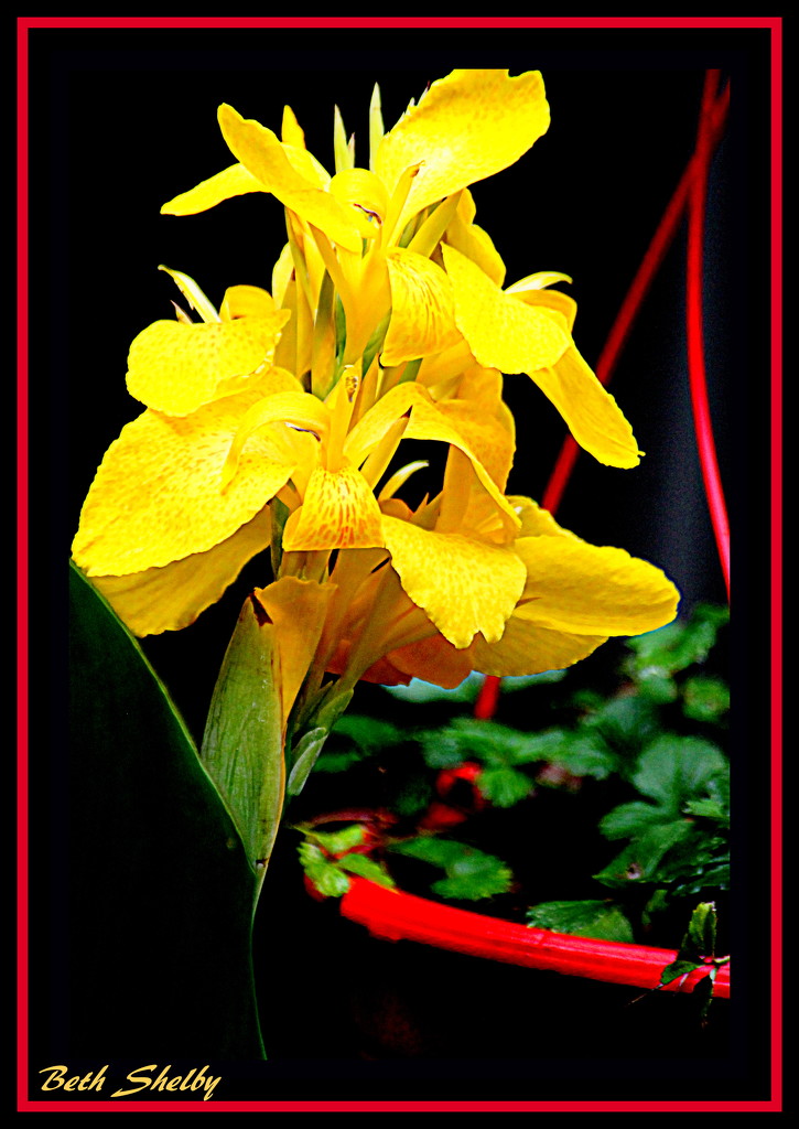 Another View My New Lily by vernabeth
