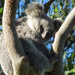 all dry by koalagardens