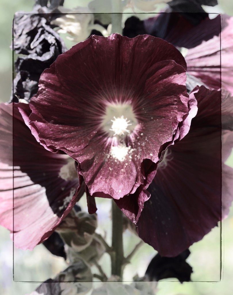 hollyhock by blueberry1222