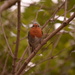 Evening visitor - Robin by ziggy77