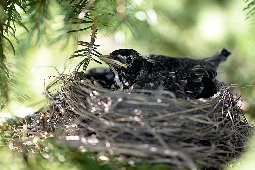 Baby in the nest! by fayefaye