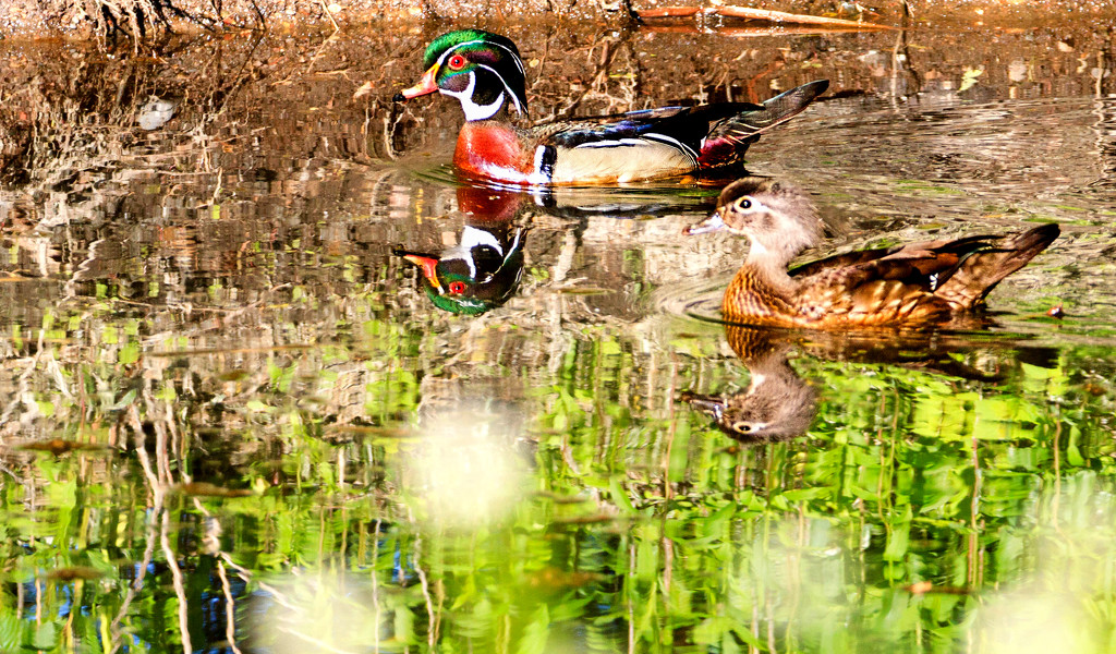 Wood Ducks by tosee