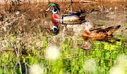 17th May 2016 - Wood Ducks