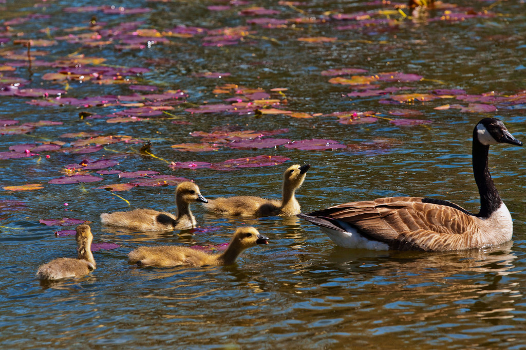 Babies at the pond by dianen