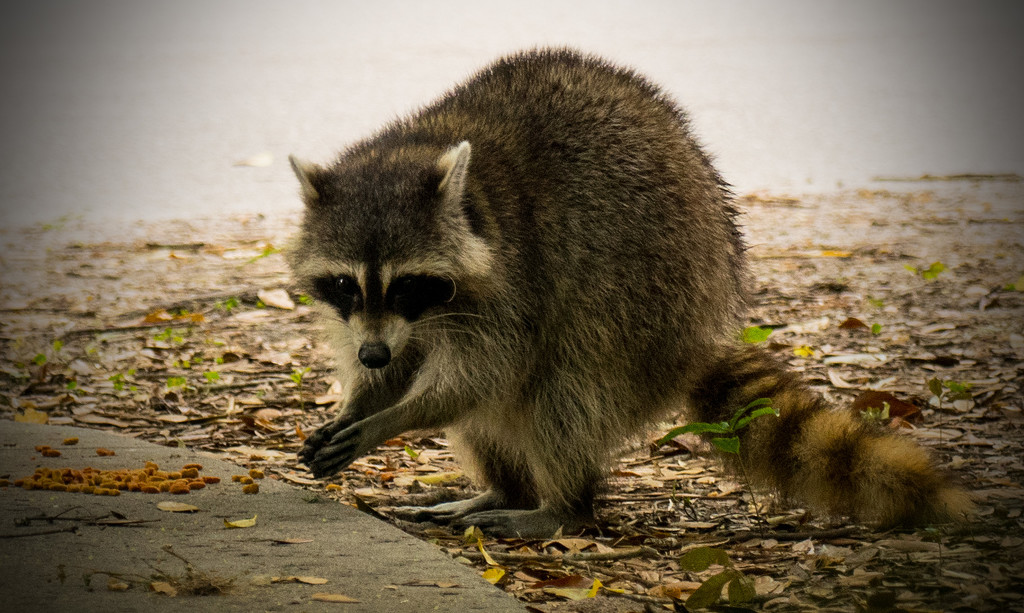 Raccoon playing with it's food! by rickster549