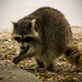 Raccoon playing with it's food! by rickster549