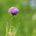 Chive. by wendyfrost