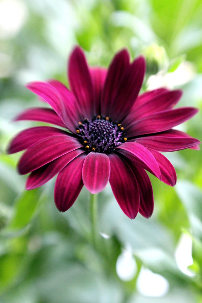 Flower Power Dark Purple by paintdipper