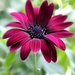 Flower Power Dark Purple by paintdipper