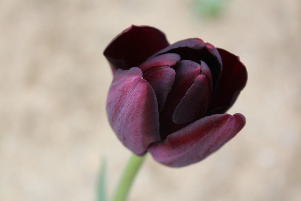 Black Tulip by paintdipper