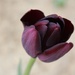 Black Tulip by paintdipper