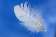 16th May 2016 - Feather