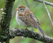 15th May 2016 - Field Sparrow