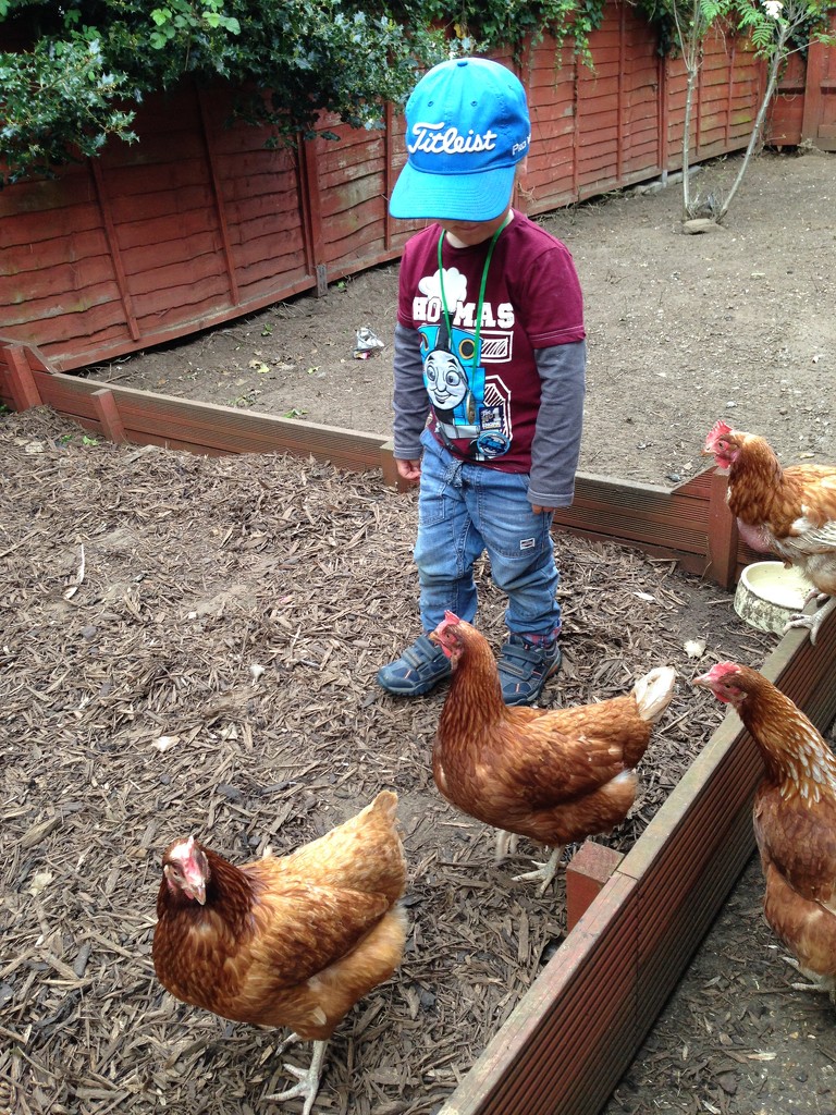 Boy and his chickens.... by anne2013