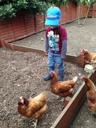 17th May 2016 - Boy and his chickens....