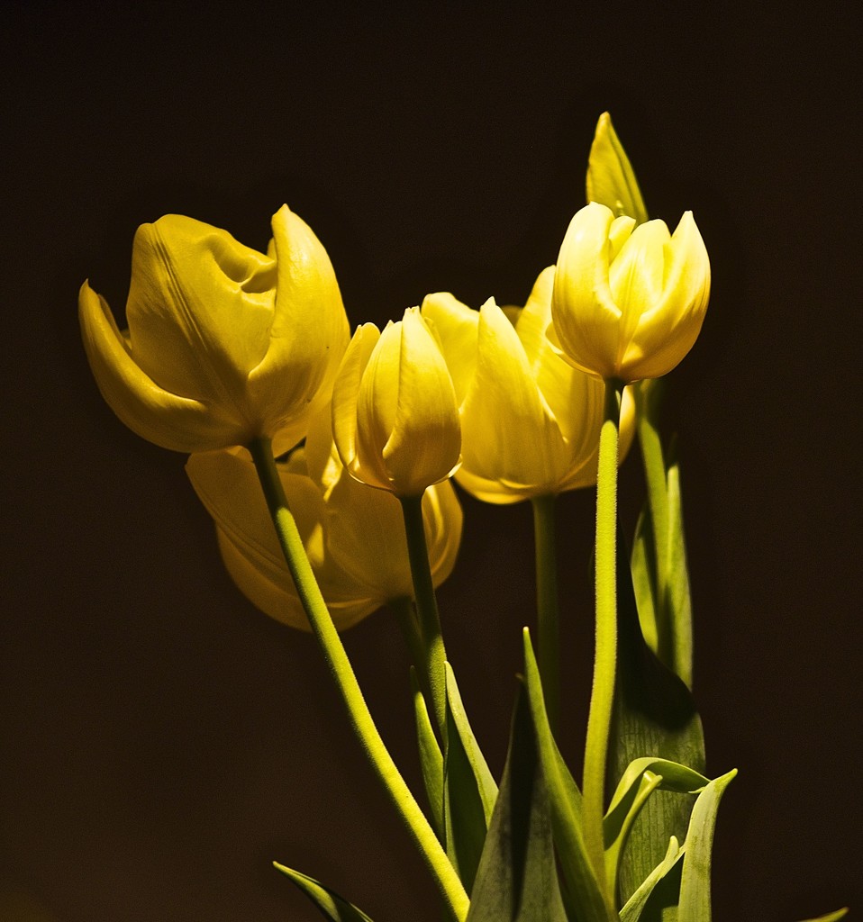 Yellow Tulips by redy4et