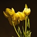 Yellow Tulips by redy4et
