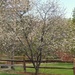 My Cherry Tree by harbie