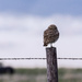 burrowing owl by aecasey