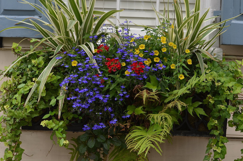 Flower  box, historic district, Charleston, SC by congaree