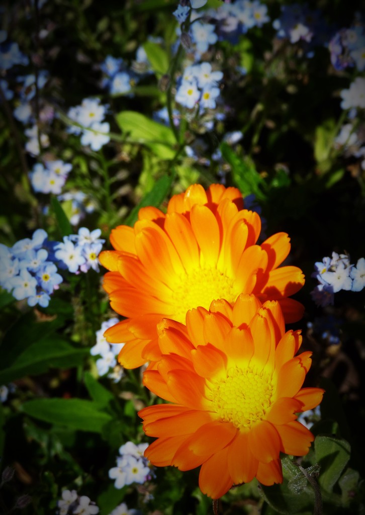 Marigolds and Forget-me-nots  by beryl
