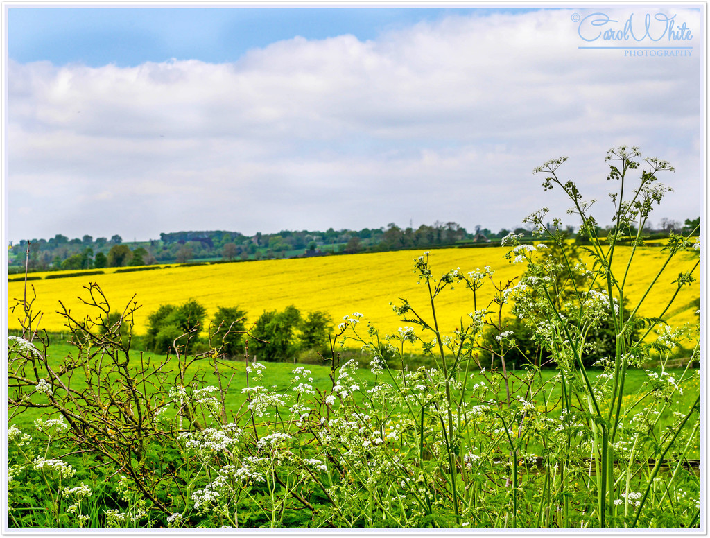 Fields Of Green And Gold by carolmw