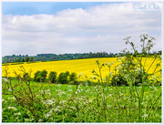 18th May 2016 - Fields Of Green And Gold