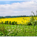 Fields Of Green And Gold by carolmw
