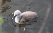 17th May 2016 - Cygnet 