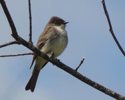 16th May 2016 - Eastern Phoebe