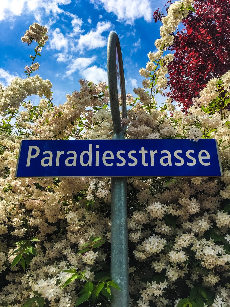 Paradise street.  by cocobella