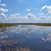 Everglades by danette