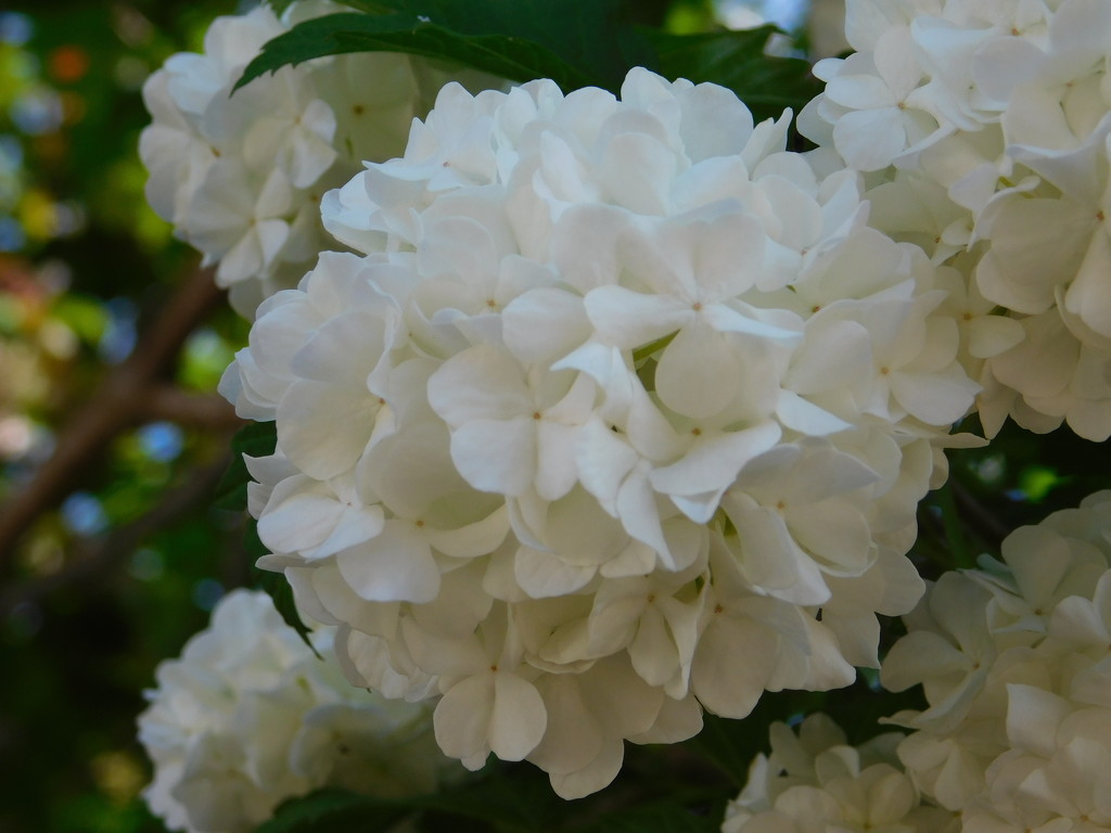 Ball of blossom by 365anne