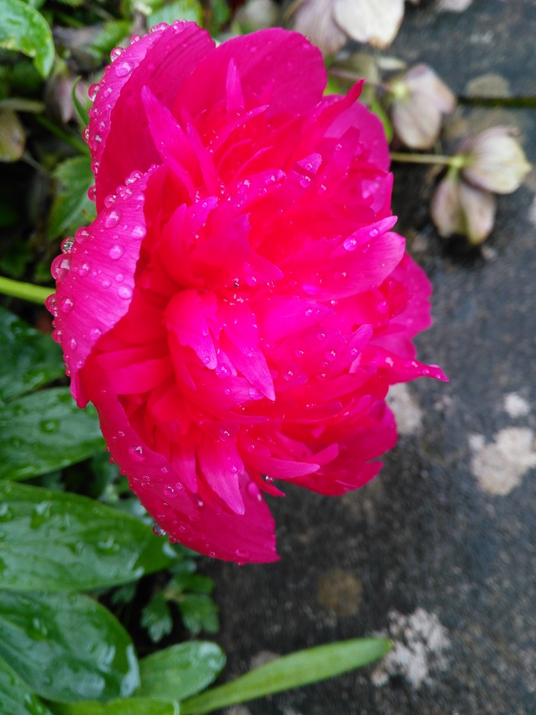 Raindrops on peony ( no roses yet!) by 30pics4jackiesdiamond