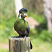 White-cheeked turaco by leonbuys83